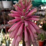 Veltheimia bracteata JAA   ÉPUISÉ - OUT of STOCK - AGOTADO